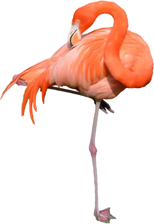 Elegant Flamingo Standing One Leg PNG image