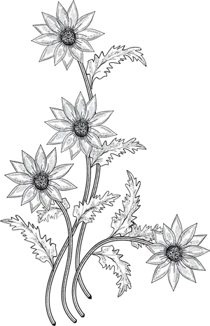 Elegant Floral Sketch Art PNG image