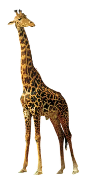Elegant Giraffe Standing Against Black Background.jpg PNG image