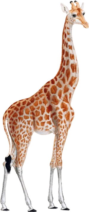 Elegant Giraffe Standing Black Background
