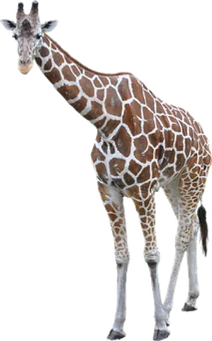 Elegant Giraffe Standing Isolated PNG image
