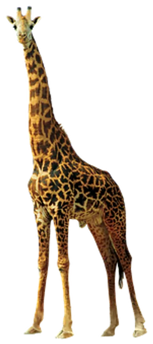 Elegant Giraffe Standing Isolated PNG image