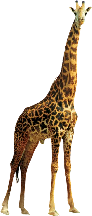 Elegant Giraffe Standing Tall PNG image