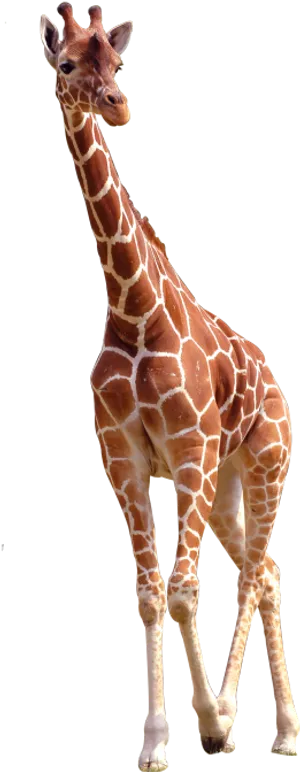 Elegant Giraffe Standing Transparent Background PNG image