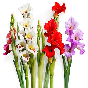 Elegant Gladiolus Png 18 PNG image