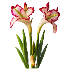 Elegant Gladiolus PNG Edb71