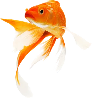 Elegant Goldfish Swimming.png