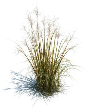 Elegant Grass Plume Black Background PNG image