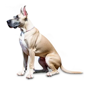 Elegant Great Dane PNG 88
