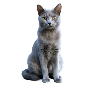 Elegant Grey Cat Png 06252024 PNG image