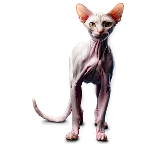 Elegant Hairless Cat Png 59 PNG image