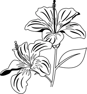 Elegant Hibiscus Floral Illustration B W PNG image