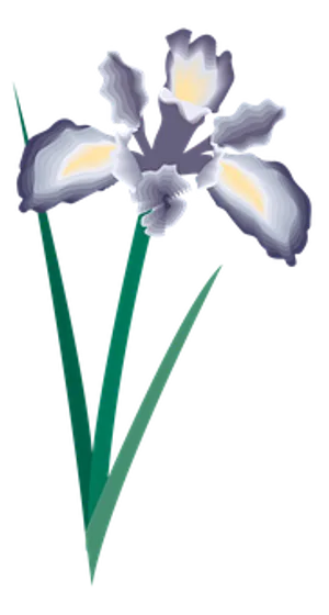 Elegant Iris Vector Art