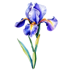 Elegant Iris Watercolor PNG 06272024