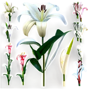 Elegant Lily Flower Png 06272024 PNG image