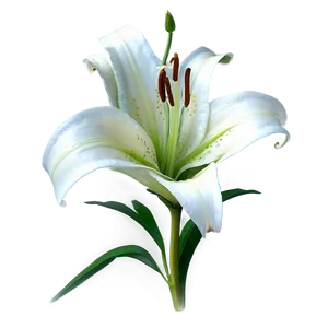 Elegant Lily Pattern PNG Bhk PNG