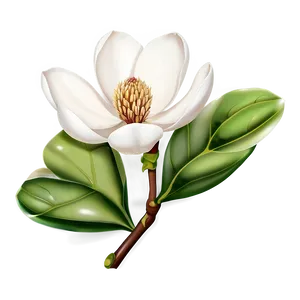 Elegant Magnolia Flower Png 06252024 PNG image