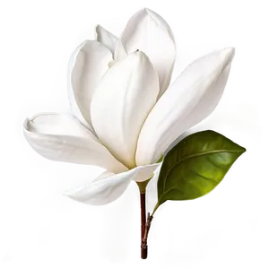 Elegant Magnolia Flower PNG Hre83 PNG