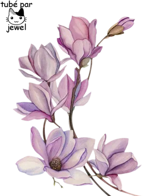 Elegant Magnolia Sketch PNG image