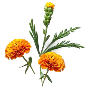 Elegant Marigolds Composition PNG Rkv PNG