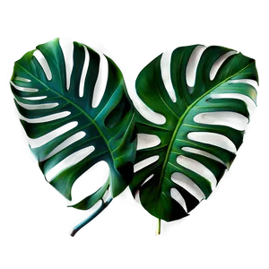 Elegant Monstera Leaf PNG 05232024 PNG
