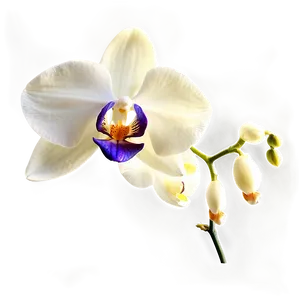 Elegant Orchid PNG 77 PNG