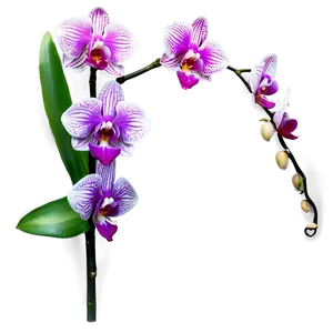 Elegant Orchid PNG Ico50 PNG