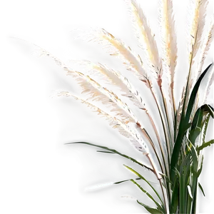 Elegant Pampas Grass PNG 06122024 PNG