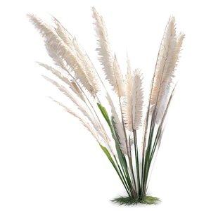 Elegant Pampas Grass Png 41 PNG image