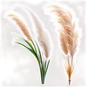 Elegant Pampas Grass Png Lub67 PNG image