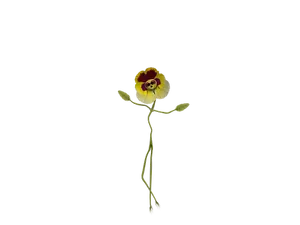 Elegant Pansy Black Background