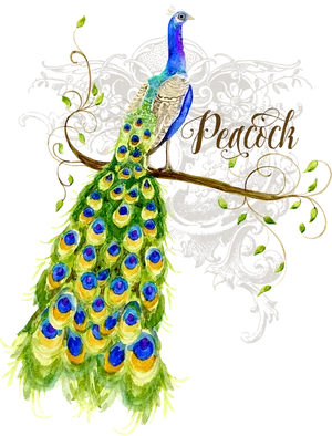 Elegant Peacock Artwork PNG image