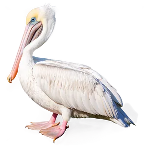 Elegant Pelican Pose Png 06242024 PNG image