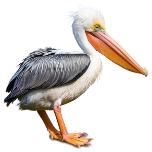 Elegant Pelican Pose PNG Agi PNG