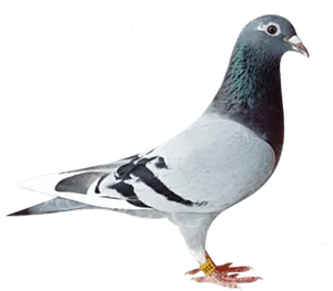 Elegant Pigeon Profile PNG