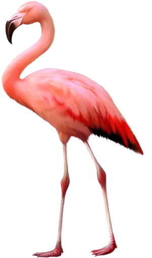 Elegant Pink Flamingo Standing PNG image