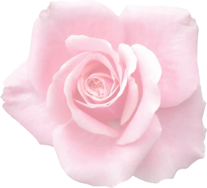 Elegant Pink Rose Black Background