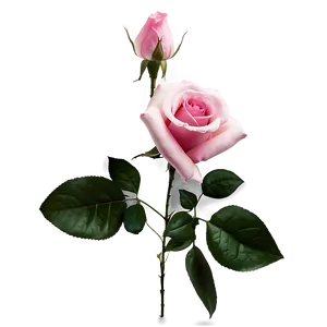 Elegant Pink Rose PNG 20