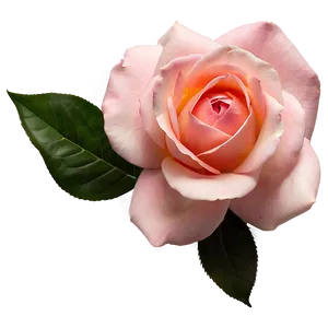 Elegant Pink Rose PNG Cnt