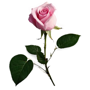Elegant Pink Rose PNG Ivf98