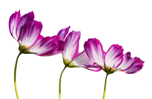 Elegant Purple Cosmos Flowers PNG image