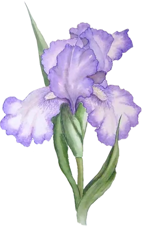 Elegant Purple Iris Watercolor