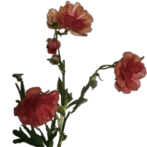 Elegant Red Carnation Flowers Dark Background PNG image