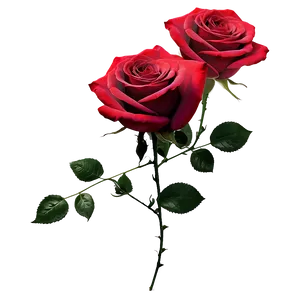 Elegant Red Rose PNG Pvr