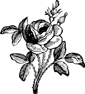 Elegant Rose Line Art PNG image