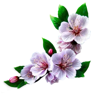 Elegant Sakura Flower PNG 06202024 PNG