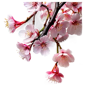 Elegant Sakura Flower PNG Abw PNG
