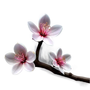 Elegant Sakura Flower PNG Jvk87 PNG