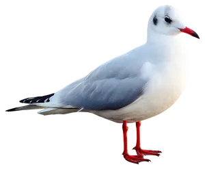 Elegant Seagull Standing PNG image