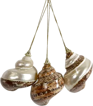 Elegant Shell Ornaments PNG image